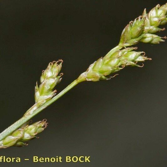 Carex brunnescens Drugo