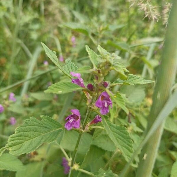 Galeopsis pubescens Květ