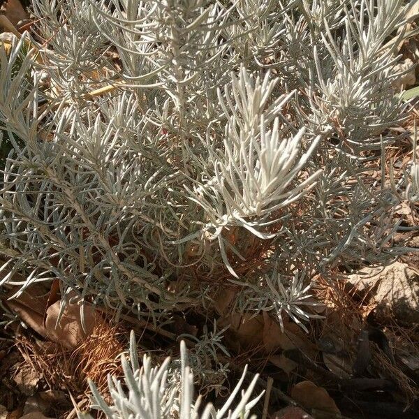 Helichrysum italicum 葉