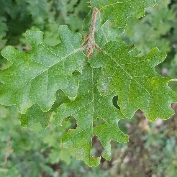 Quercus pubescens 葉