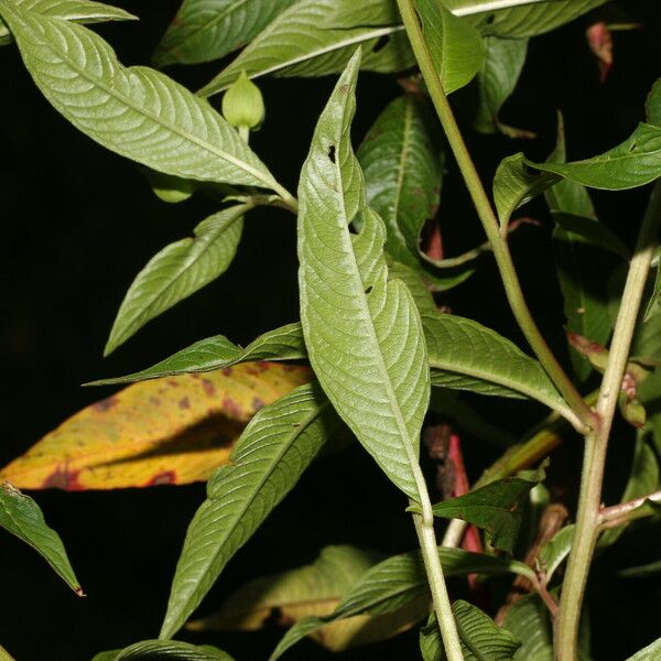 Ludwigia octovalvis Frunză