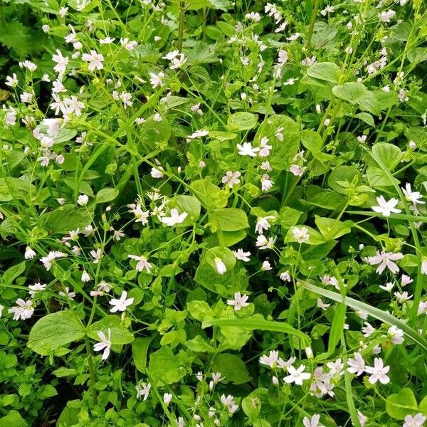 Claytonia sibirica Blüte