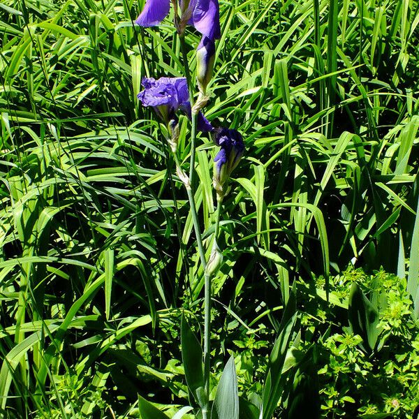 Iris pallida Habit