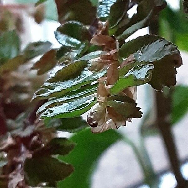 Begonia foliosa برگ