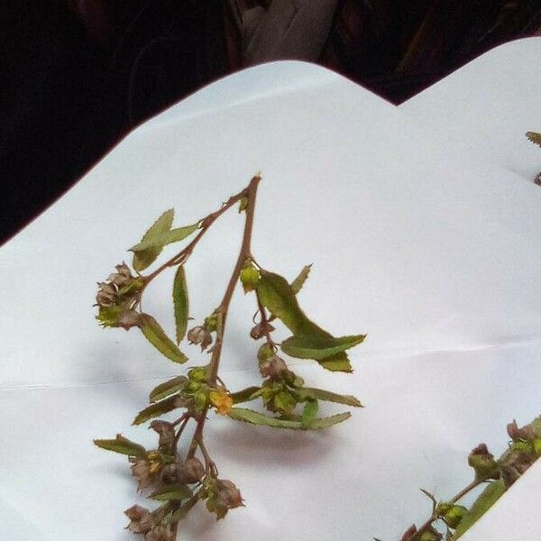 Euphorbia nutans ഇല
