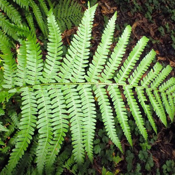 Dryopteris filix-mas Leaf