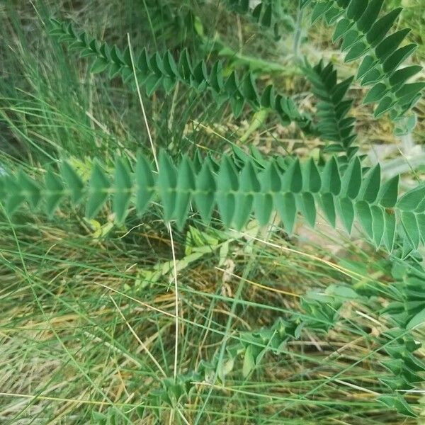 Astragalus alopecurus Leaf