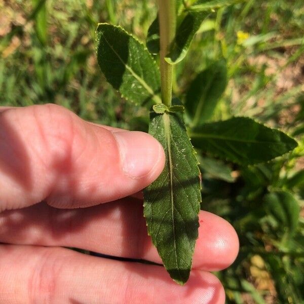 Rorippa austriaca Leaf
