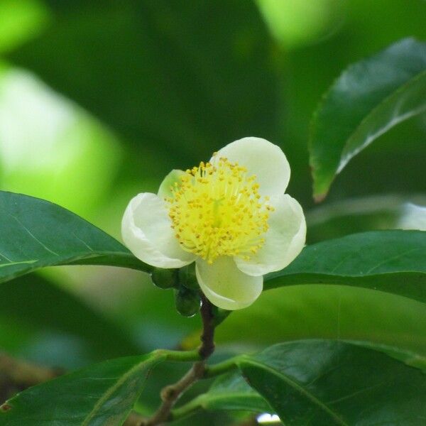 Camellia sinensis Flower