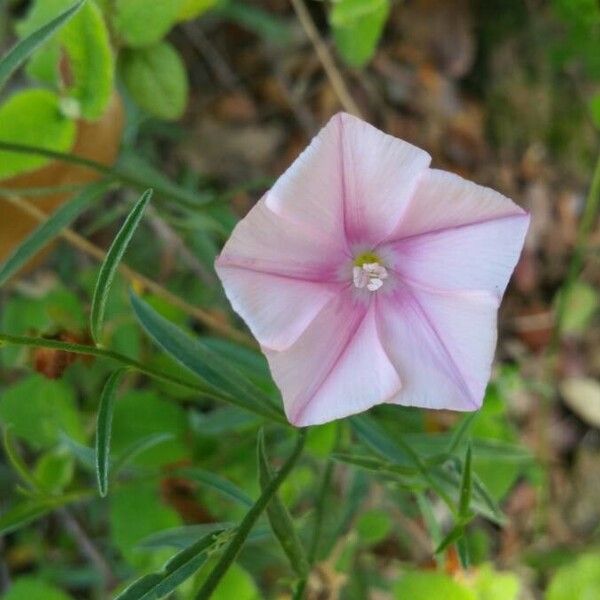 Convolvulus cantabrica Flower