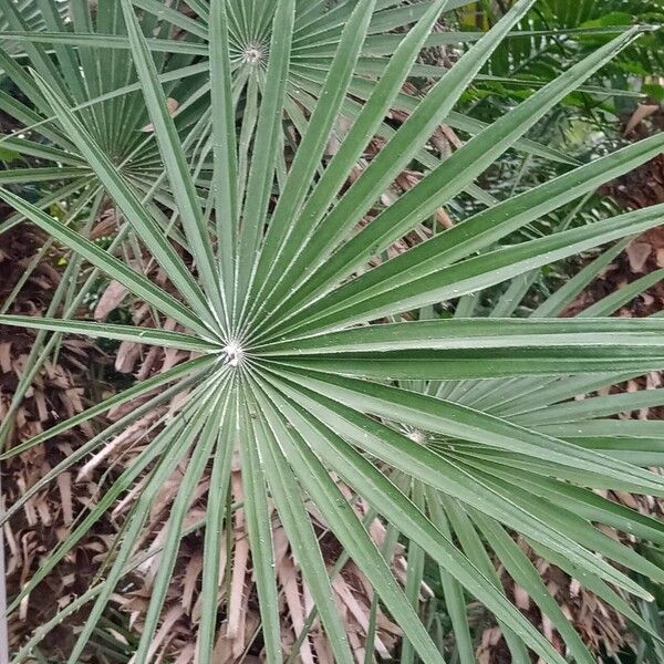 Chamaerops humilis 叶