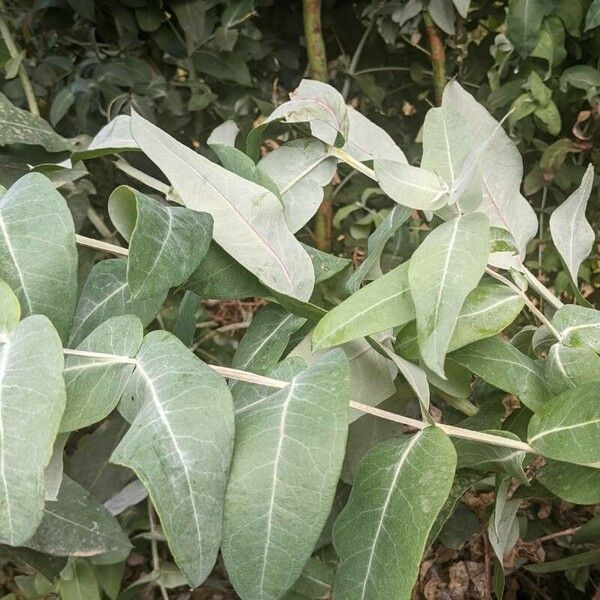 Eucalyptus globulus Leaf