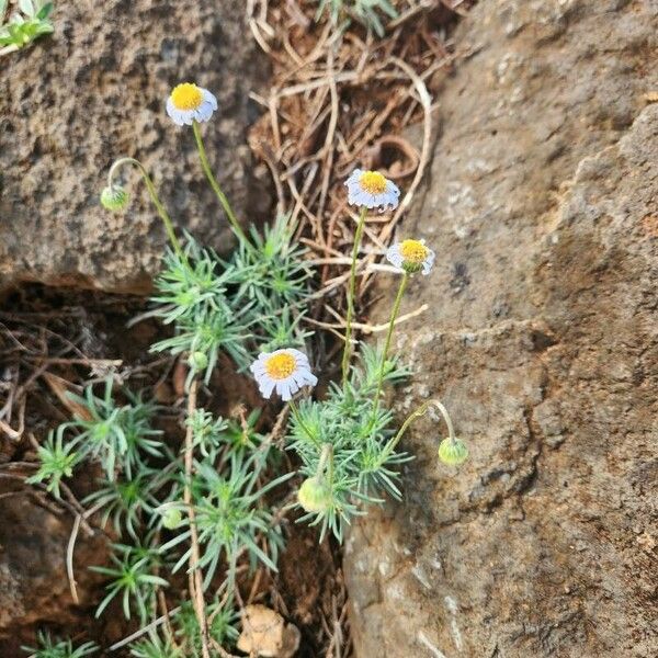 Felicia abyssinica Habitat