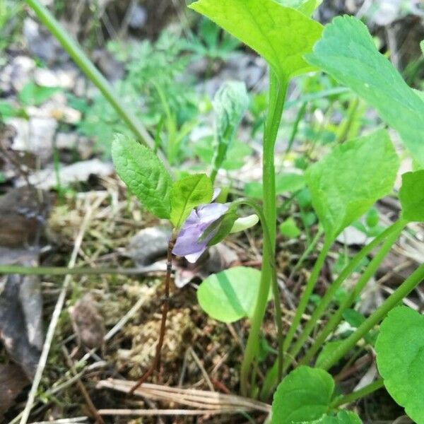 Viola mirabilis 花