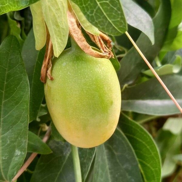 Passiflora caerulea Fruto