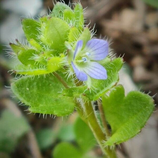 Veronica hederifolia Blomma