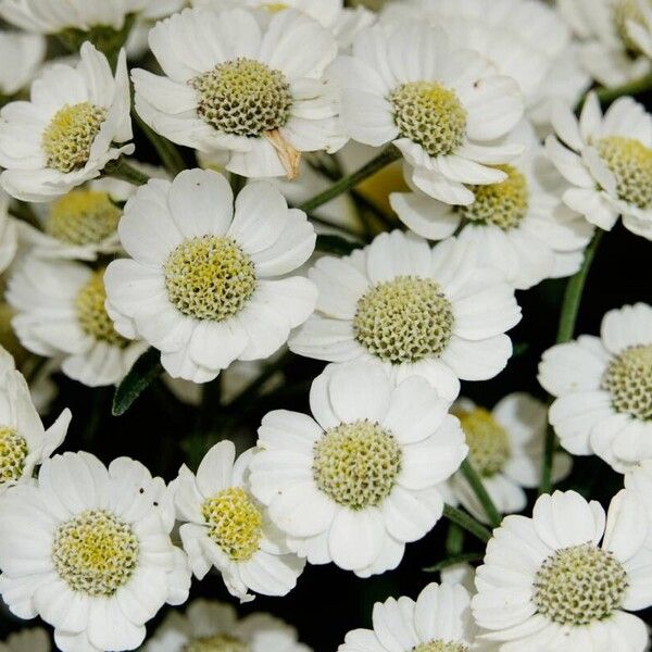 Achillea ptarmica Fleur