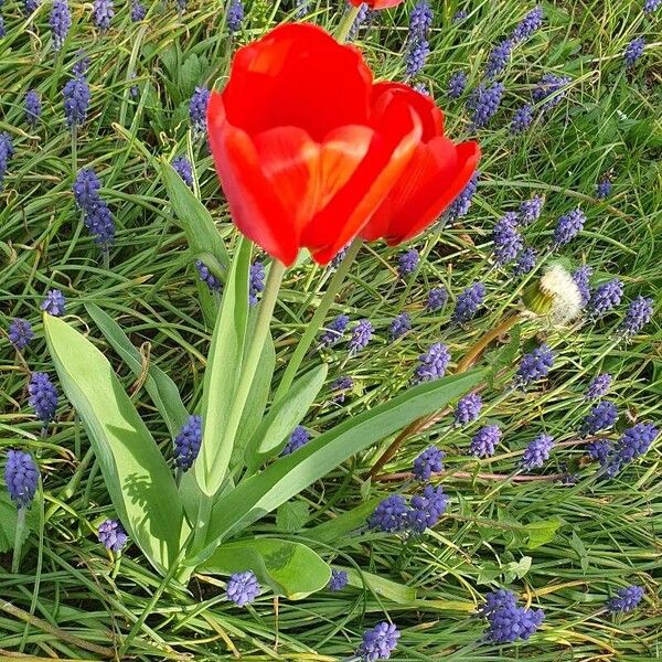 Tulipa aximensis Λουλούδι