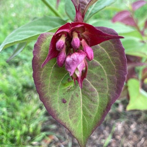 Leycesteria formosa Цветок