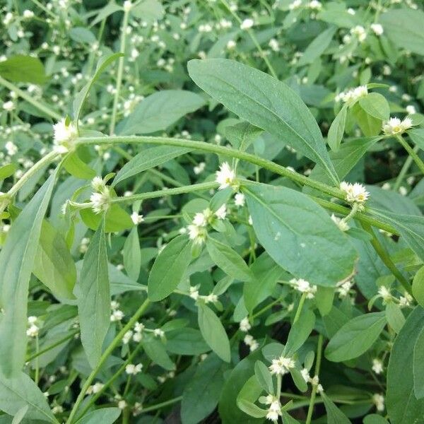 Alternanthera sessilis Flower