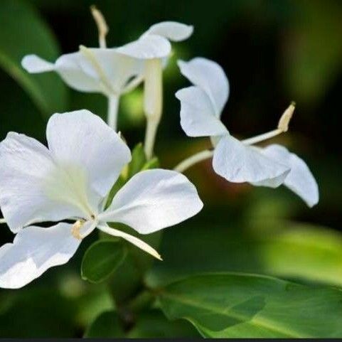 Hedychium coronarium Virág