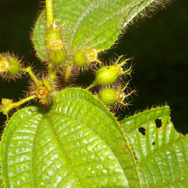 Miconia crenata Φύλλο