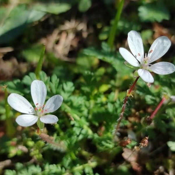 Erodium lebelii പുഷ്പം