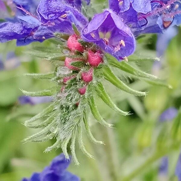 Echium vulgare 花