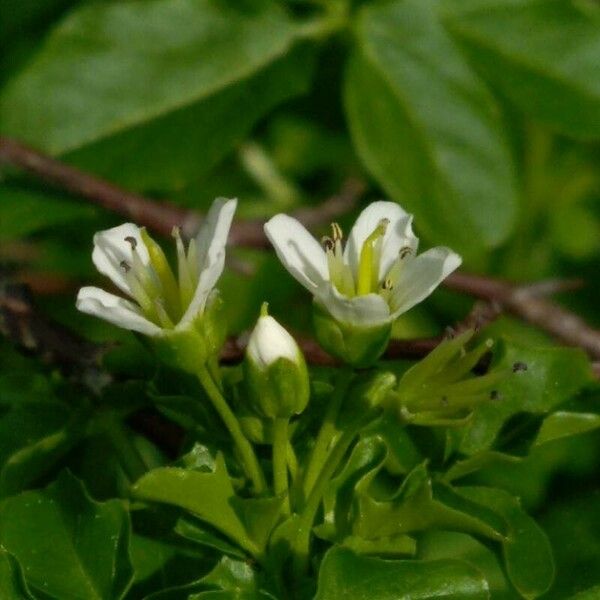 Nasturtium officinale Blomma