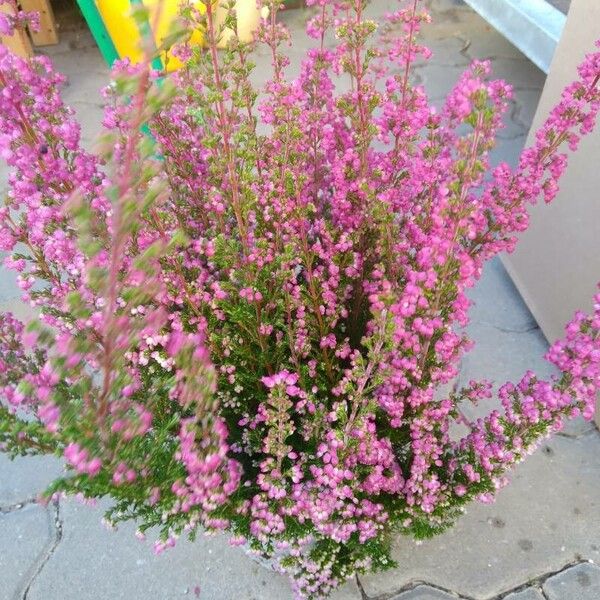 Erica gracilis