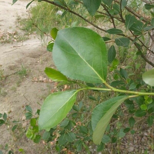 Populus simonii Folha