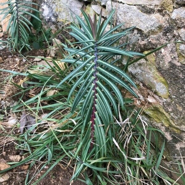 Euphorbia lathyris Blad