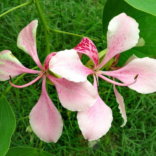 Bauhinia variegata Flower