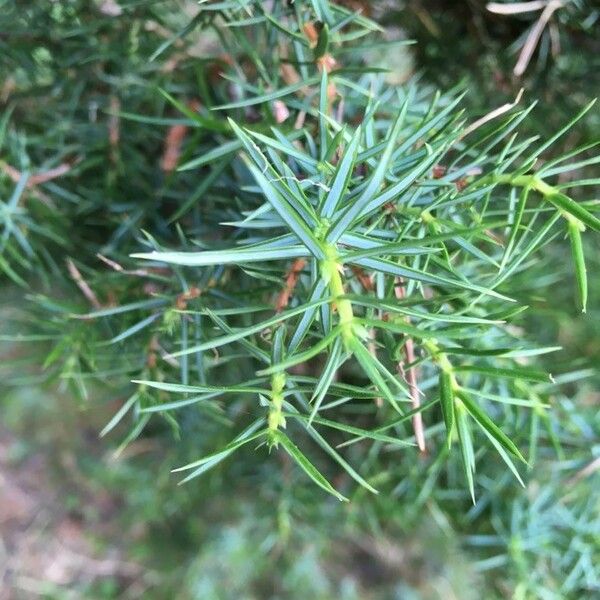 Juniperus communis Лист