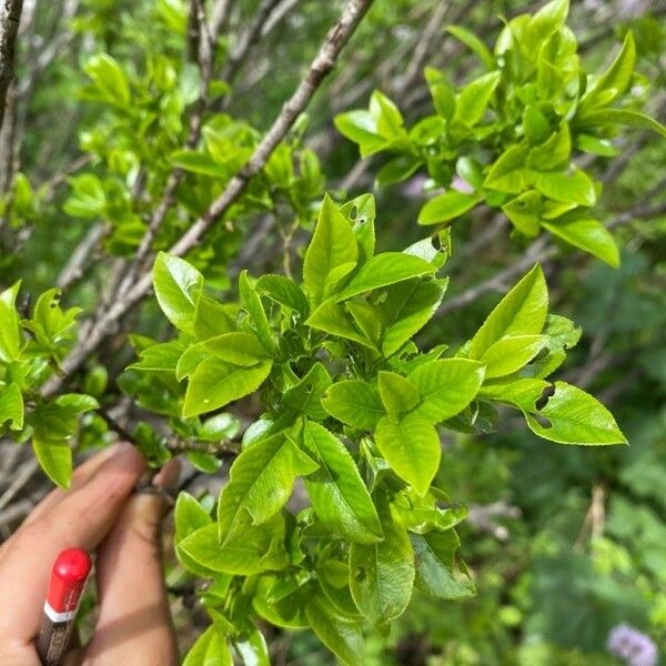 Salix glabra برگ