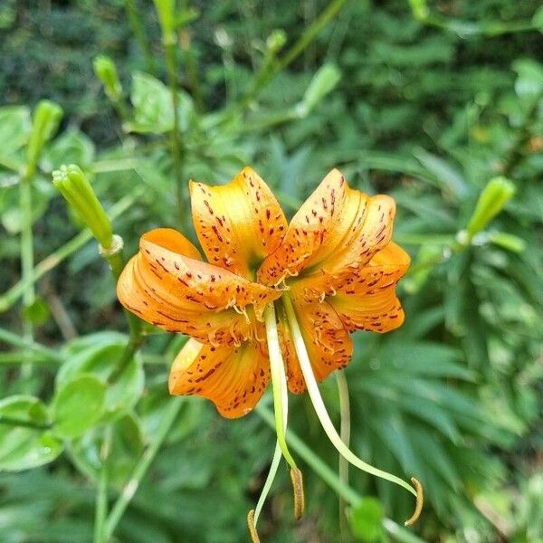 Lilium henryi Fiore