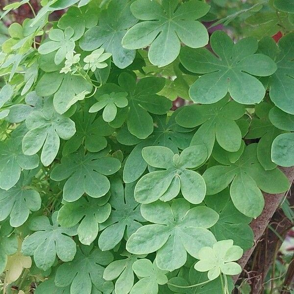 Tropaeolum peregrinum Folha