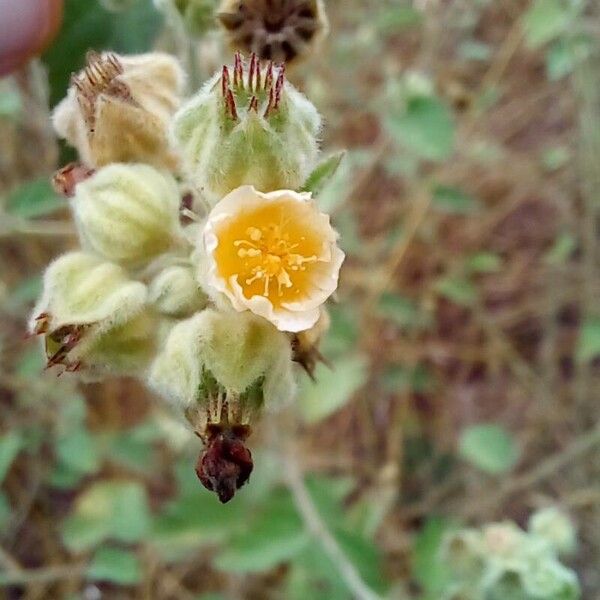 Sida cordifolia 花