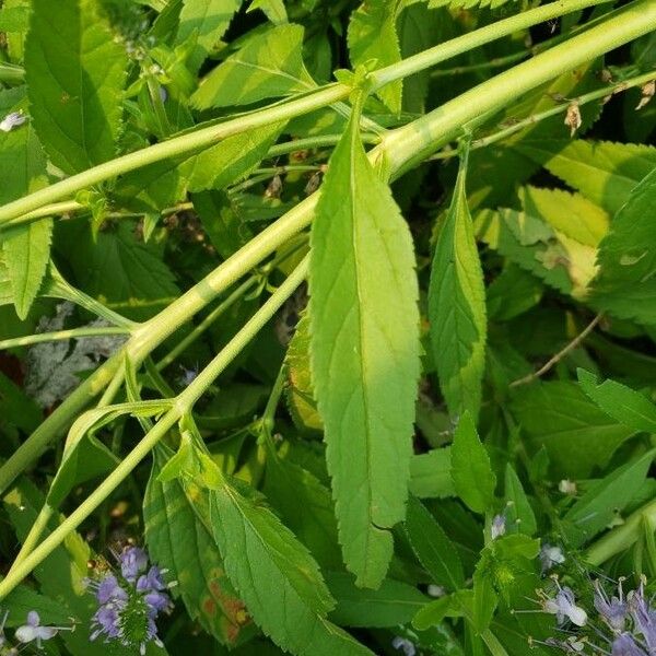Veronica longifolia Leaf