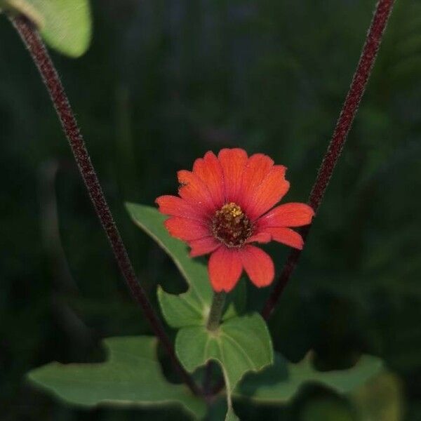 Zinnia peruviana Квітка