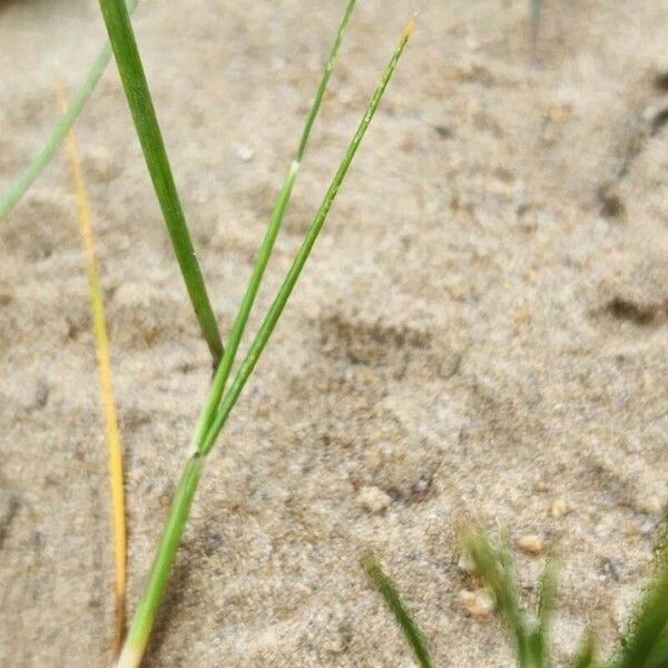 Festuca myuros Bark