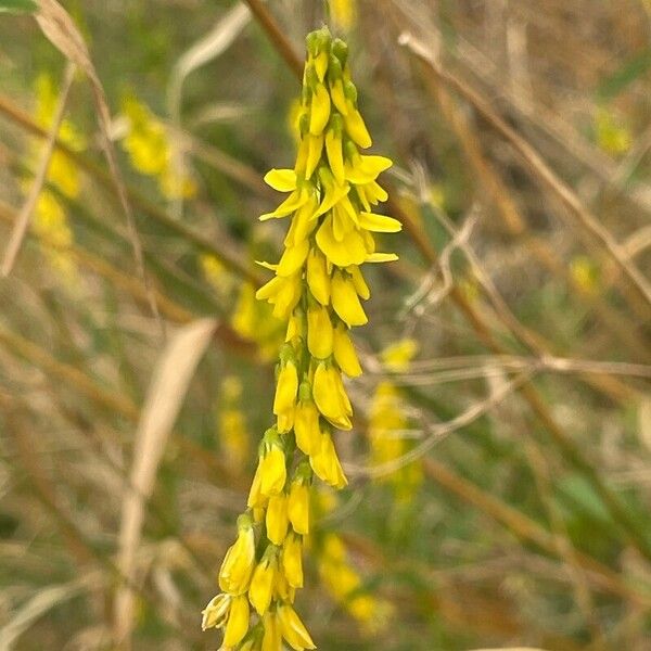 Melilotus officinalis Virág