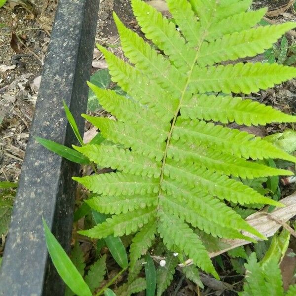 Polypodium triseriale Leaf