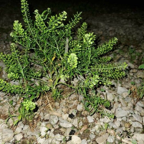 Lepidium ruderale Floare