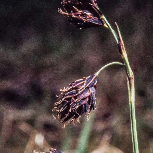 Carex atrofusca Frukto