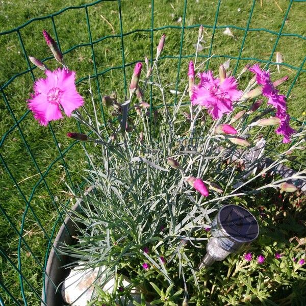 Dianthus plumarius Habit