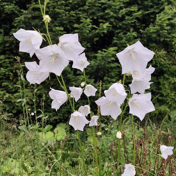 Campanula persicifolia Fiore