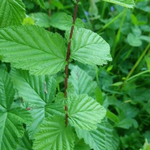 Filipendula ulmaria Лист