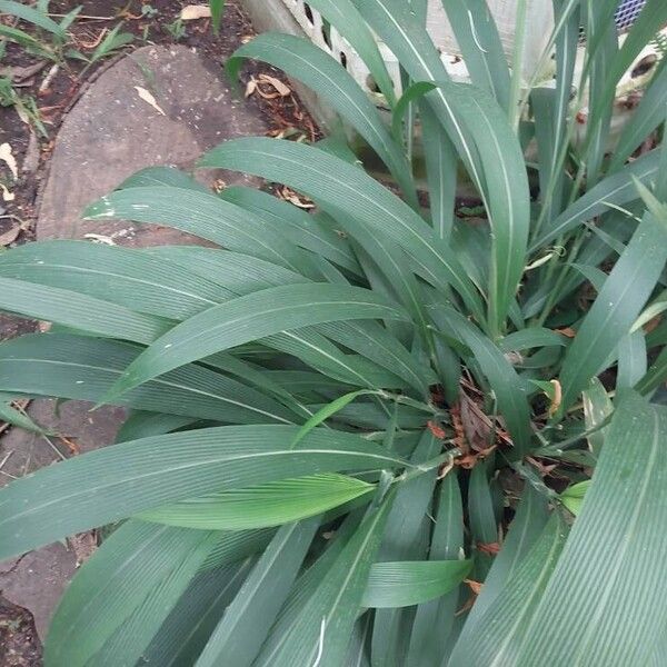 Setaria palmifolia Blatt