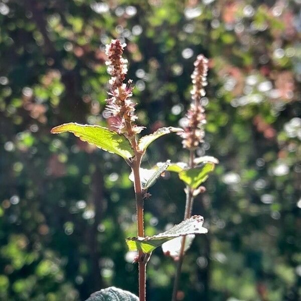 Acalypha multicaulis 花